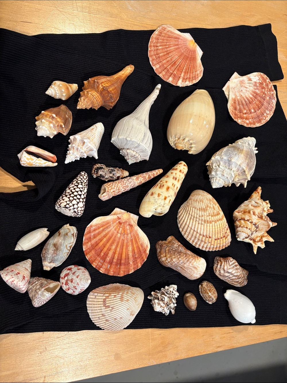 Assorted Seashell Decorative Set in Orange, Cream & Brown
